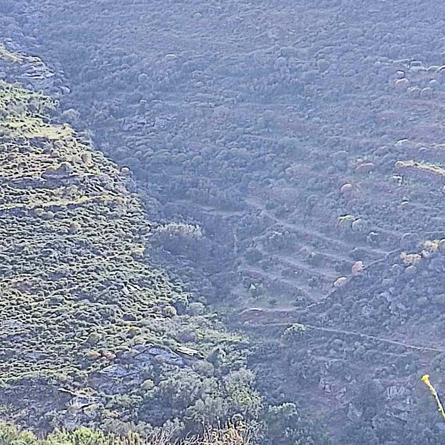 Olive trees in serifos