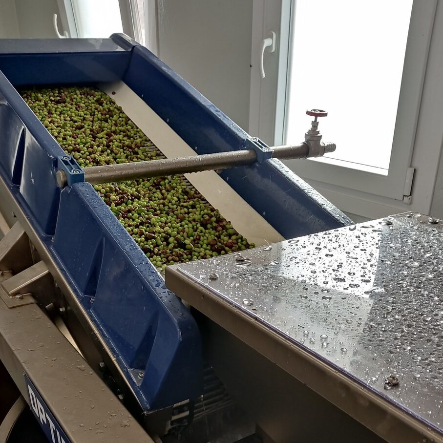 Ελιές παραγωγή